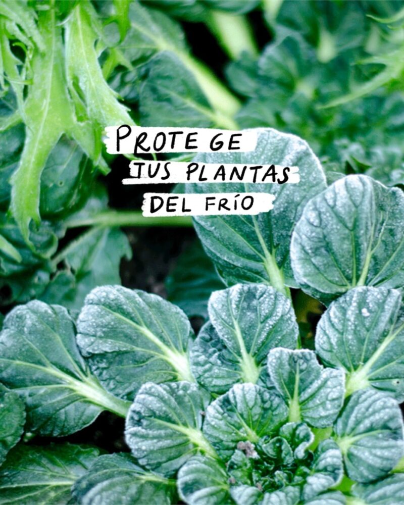 Como proteger tus plantas del frío - Germigarden