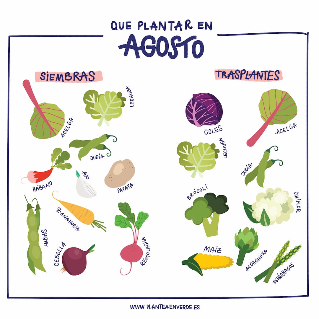 Qué plantar en agosto en el huerto