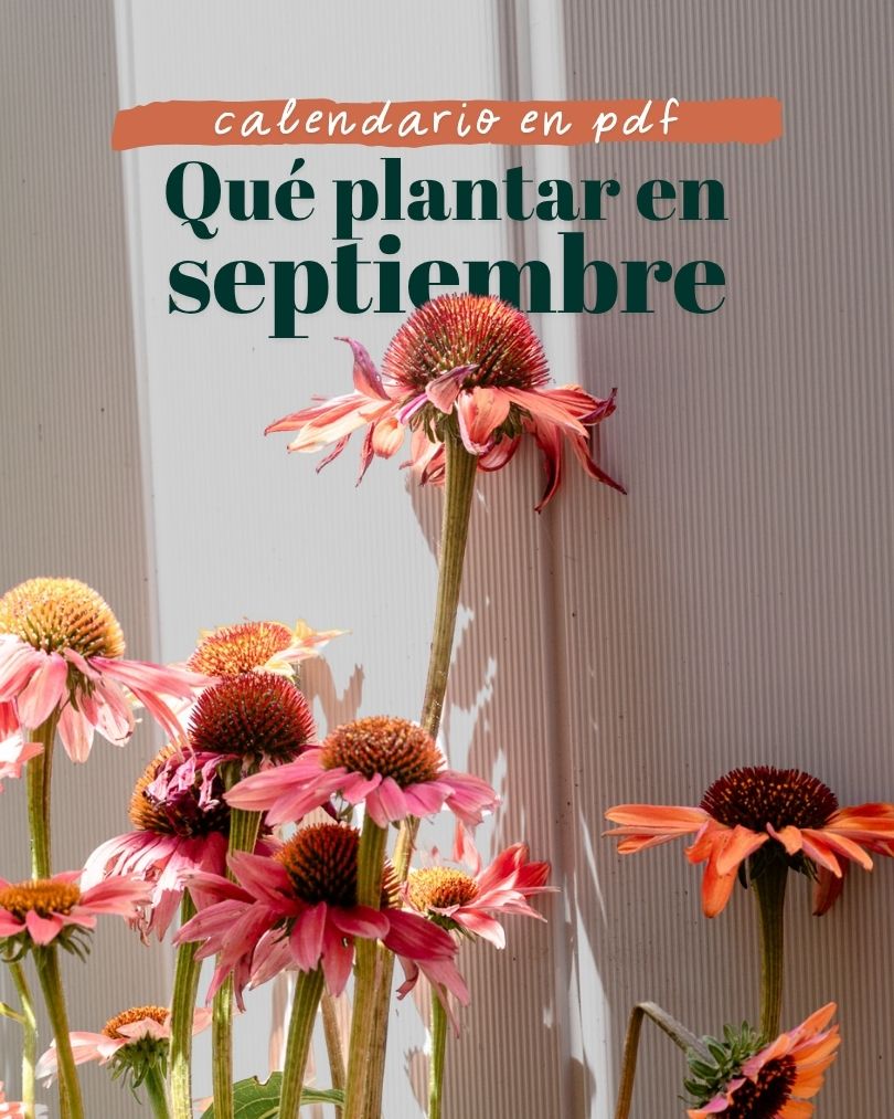 Qué plantar en septiembre