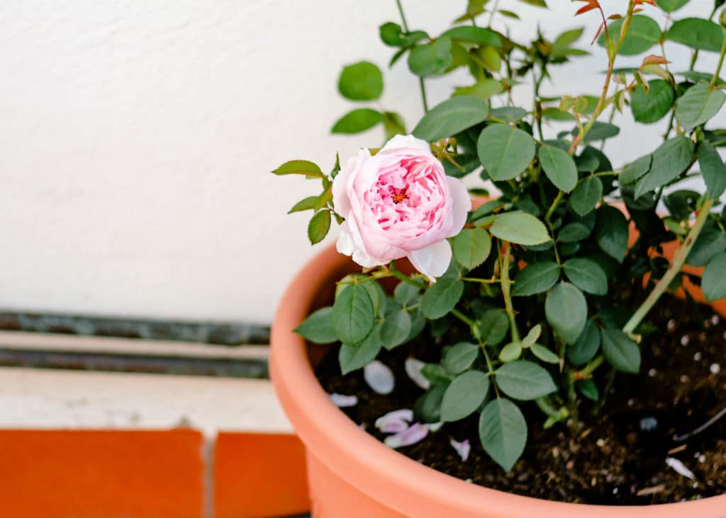 Empeorando Nuevo significado Búsqueda Cómo plantar rosas en macetas
