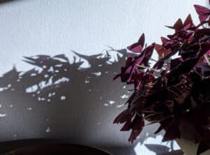 Cómo cuidar tus plantas antes y durante el reposo