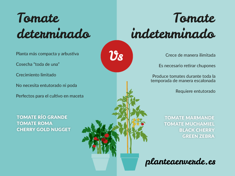 reglas para plantar tomates Macetas